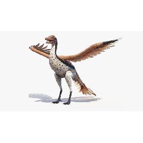Archaeopteryx 3D model